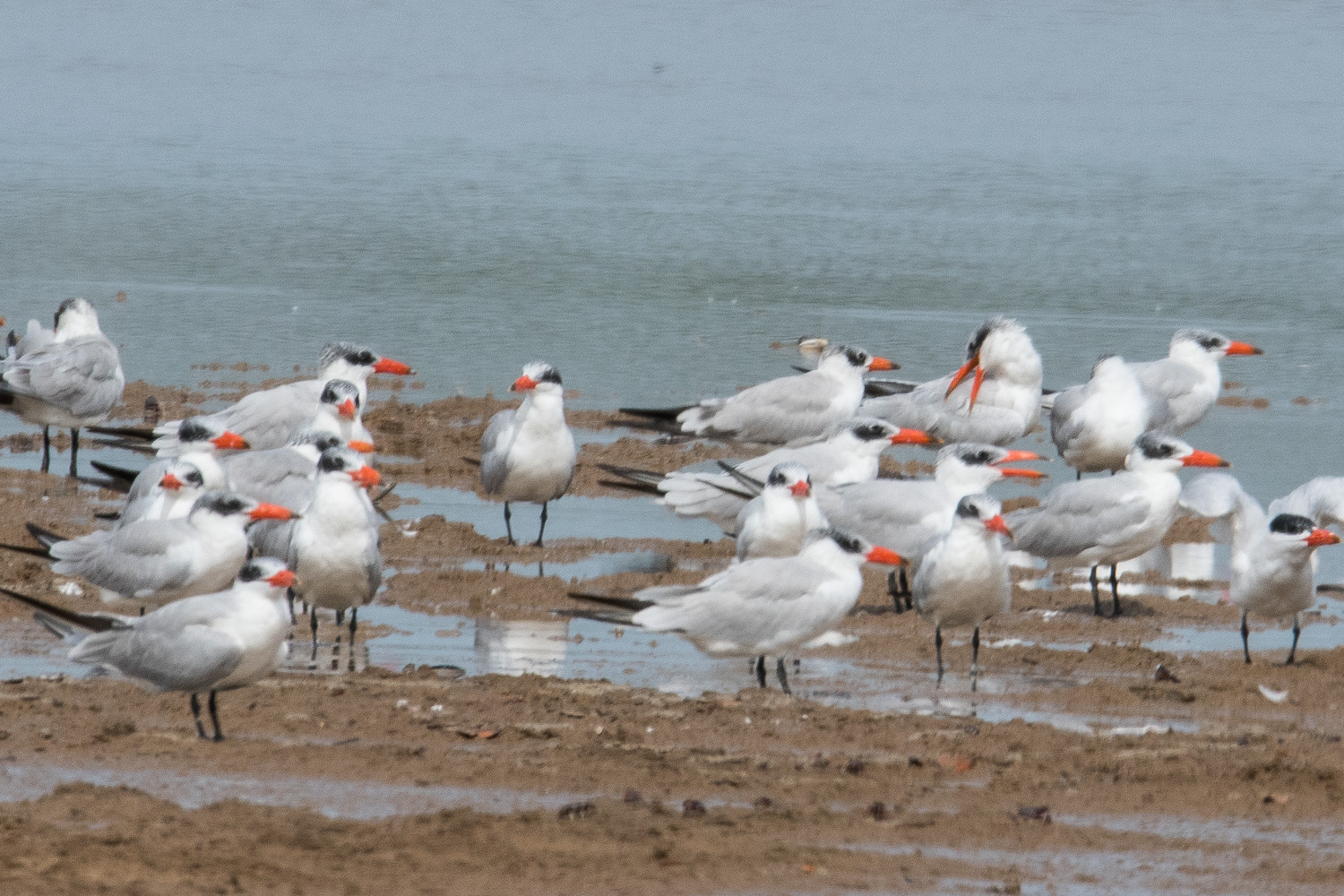 Sternes Caspiennes (Caspian Terns, Hydroprogne Caspia), adultes en plumage internuptial se reposant sur le sable de la partie Nord-Est de la  lagune de La Somone.